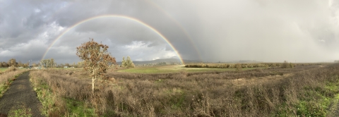 Rainbow with cloudy sky and stormy weather over the lakebed; single tree, surrounded by green and browned lower growing plants