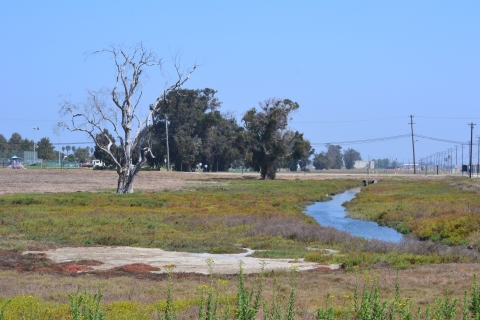 Large dead tree stands near a stream of water