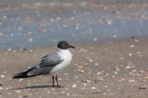 a laughing gull stands on a beach speckled with small shells