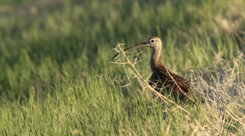 A Long-billed Curlew walking through grass at Fish Springs National Wildlife Refuge in Utah