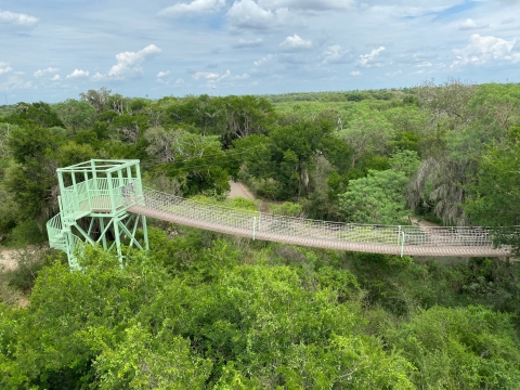 Canopy bridge surrounded by a canopy of trees at Santa Ana NWR.