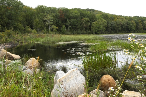 A pond reflects sunlight on the water. Wild grass, lily pads, and wildflowers surround the pond. Tall trees grow on the land in the distance across the pond. 