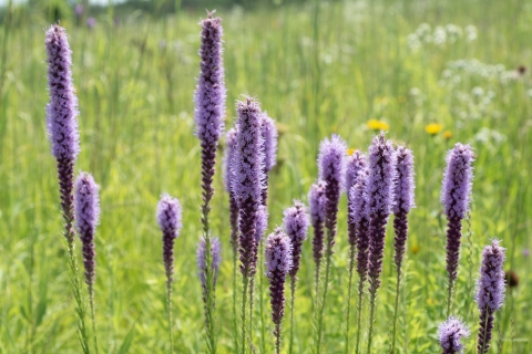 A field of prairie blazing star in bloom along the prairie