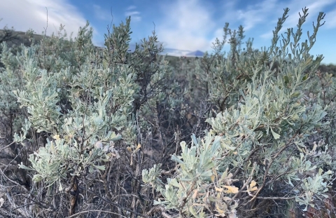 Sage underneath a blue sky