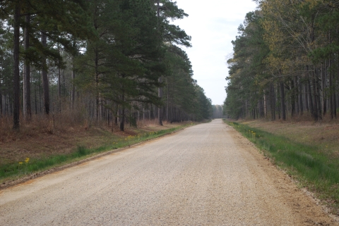 Refuge Access Road - Felsenthal NWR 