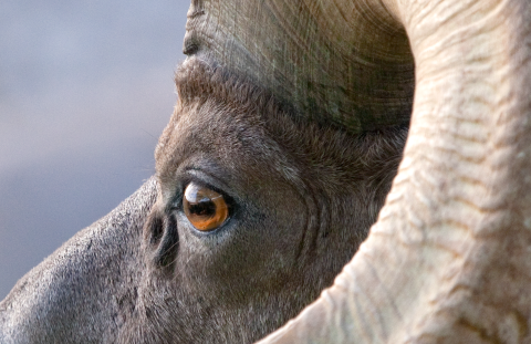 Close-up view of a desert bighorn sheep