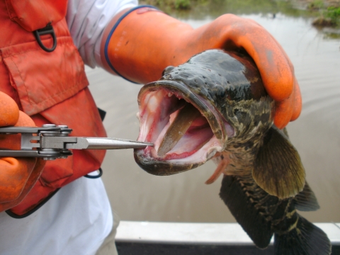 northern snakehead with eel in its mouth