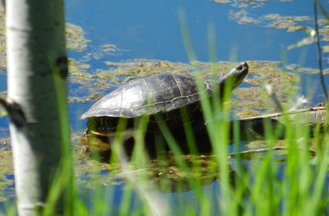 Turtle resting on a log in the pond