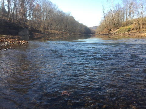 Photo of West Fork River flowing freely after dams removed