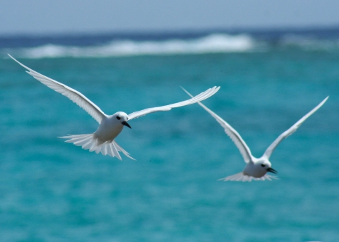 Two white terns fly forwards. The ocean with waves crashing in the back are behind them. 