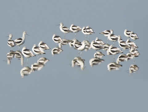 A flock of black-and-white shorebirds with upturned beaks rest in perfectly still water