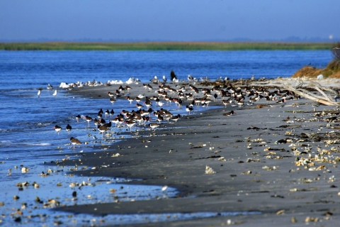 Shorebirds on the beach at Wolf Island NWR