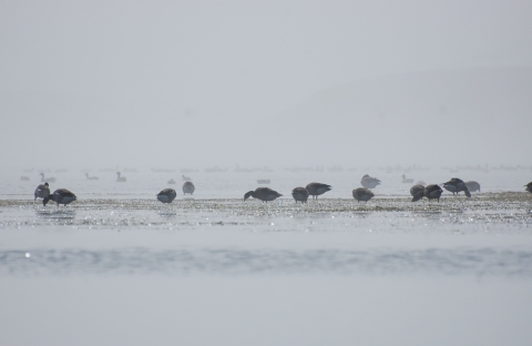 birds foraging in the mist