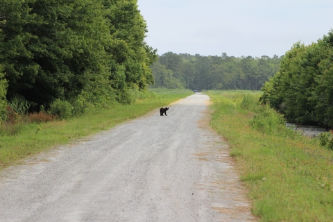 A young black bear looks back on a gravel road surrounded by forest