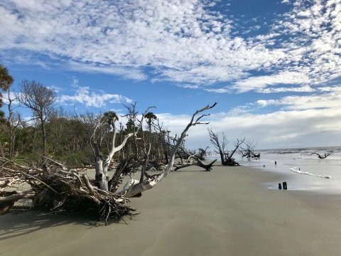 Many bleached tree snags on Bulls Island beach at Cape Romain NWR. Known as Boneyard Beach. 