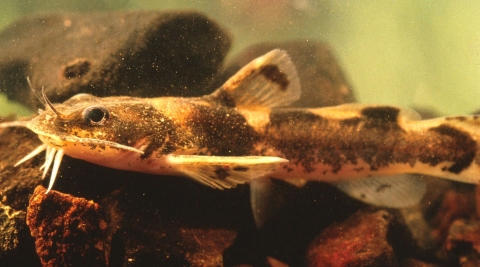 Small catfish with black speckling and noticeable barbels (whiskers) around the mouth.