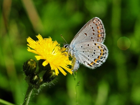 Close-up view of butterfly resting on flower.