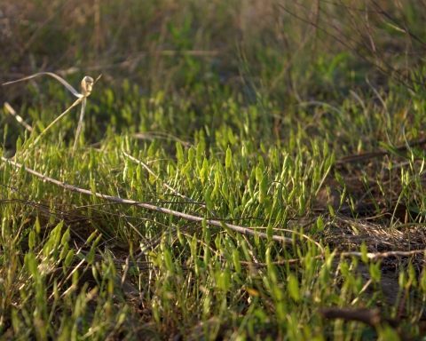 A low growing grass-like plant not currently in bloom.