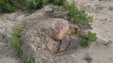 Loggerhead is depositing eggs in a deep nest she has dug on the beach at Cape Island, Cape Romain NWR