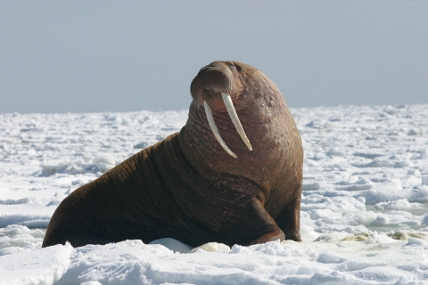 A large Pacific walrus bull watches the camera. 