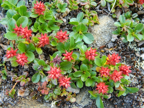 a low, mat-like plant with rounded glossy green leaves and reddish catkins