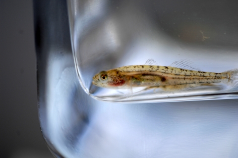 Close-up of a small fish resting at the bottom of a clear container.