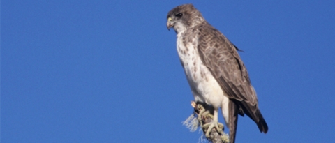 A Hawaiian hawk sits perched under a blue sky