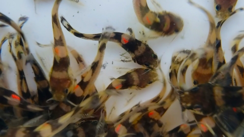 About a dozen small fish swimming with brown and cream lines and a bright orange spot.