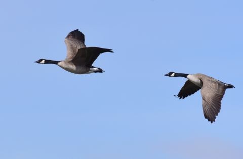 Canadian geese in flight