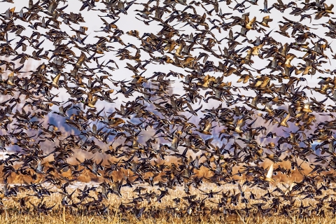 huge flock of mallards lifting off from a field