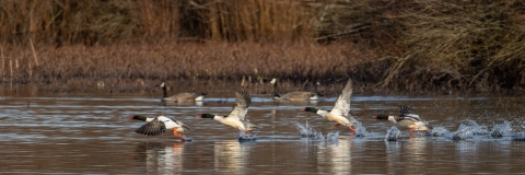 Four ducks with dark green heads, long orange bills, orange feet and white bodies take flight from water