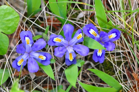 purple blooms on dwarf lake iris flower