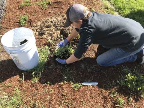 boy planting flowers