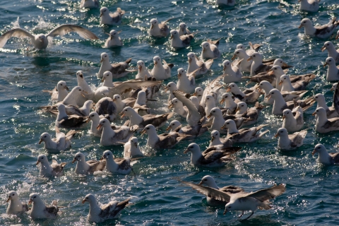 Numerous birds with white heads and gray bodies feed on fish on the ocean