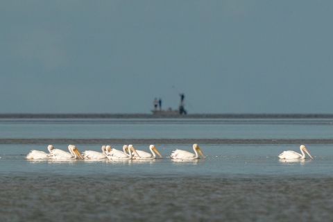 Flats fishing boat and white pelicans