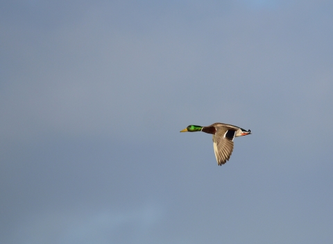 Mallard duck in flight