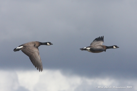 two geese flying; geese are brown bodied with black heads and white cheek patch