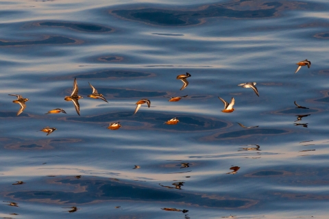 small shorebirds with red bellies and black and white wings fly over the water