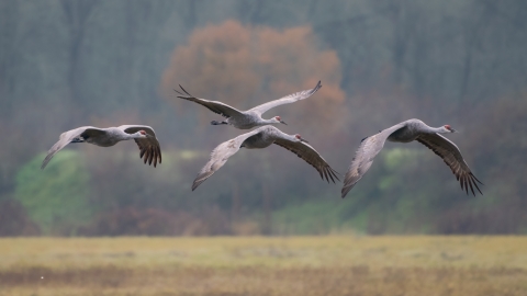 Four Sandhill cranes in flight