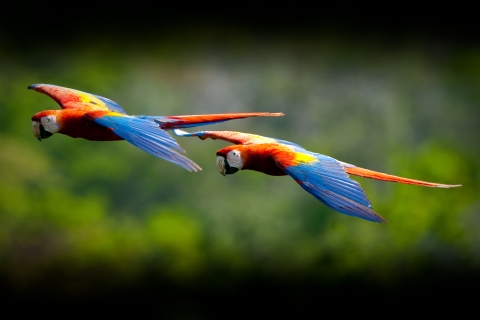 Two scarlet macaws flying past forest
