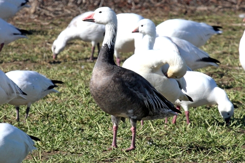 Snow Goose