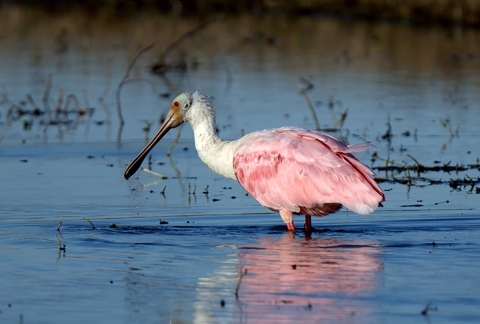 Roseate Spoonbill searching for food while standing in the water