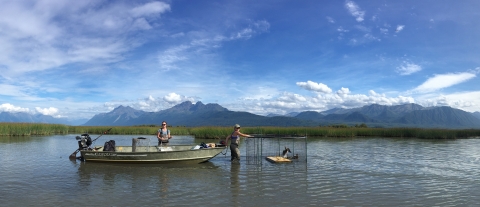 Two people next to a boat in a shallow lake next to a pen for holding ducks