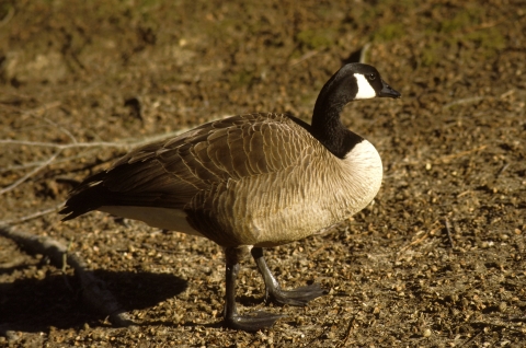 Canada goose