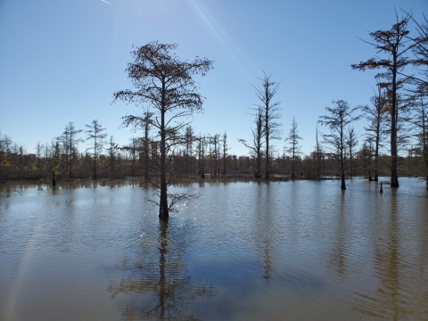 Autumn at Cypress Creek NWR