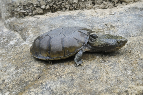 flattened-musk-turtle.jpg | FWS.gov