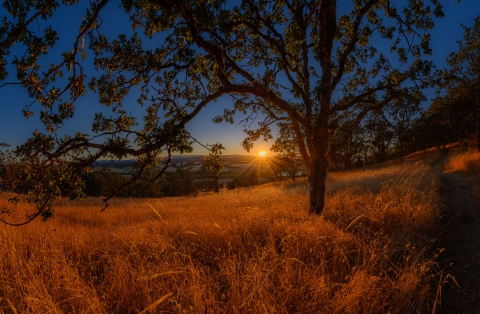 Sunrise through Oregon white oak trees at the top of Baskett Butte