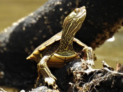 Posing directly in front of the camera is a an olive to brown turtle looking away with its head turned to the right of the image.