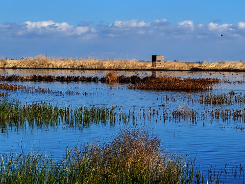 Wetlands scene with emergent grasses and ducks. A square building with a is on a levee beyond an area of open water. 