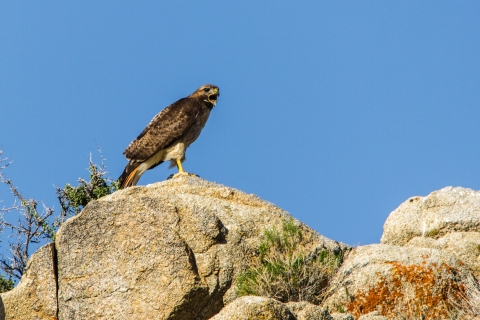 Red-tailed hawk perched on rock